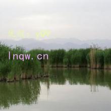 Ӱ