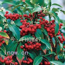 չ滮